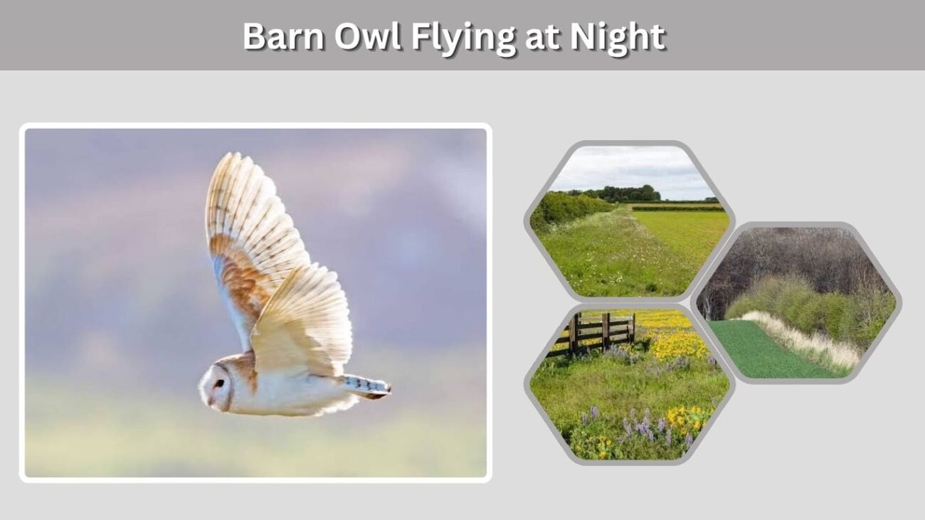 Barn Owl Flying at Night