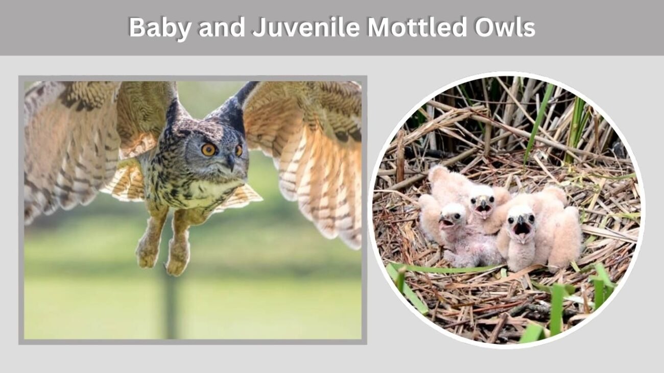 Baby and Juvenile Mottled Owls