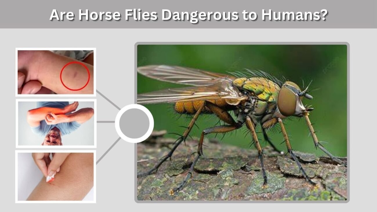 Are Horse Flies Dangerous to Humans?