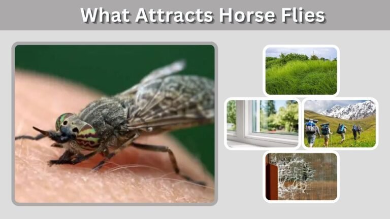 What Attracts Horse Flies? Colors, Heat, Water, and Movement