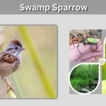 Swamp Sparrow: Identification, Habitat, Diet, Song and Facts