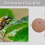 Do Horse Flies Bite? Symptoms, Treatment, and Prevention