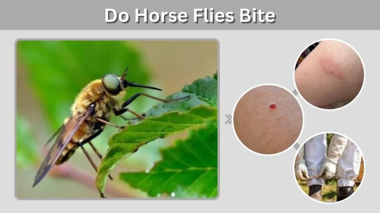 Do Horse Flies Bite? Symptoms, Treatment, and Prevention