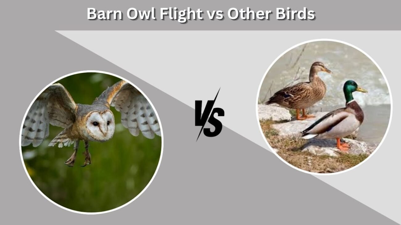 Barn Owl Flight vs Other Birds