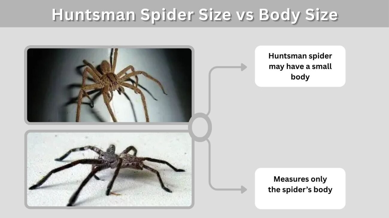 Huntsman Spider Size vs Body Size
