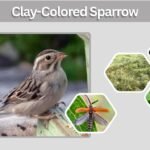 Clay-Colored Sparrow: Identification, Song, Range and Nest