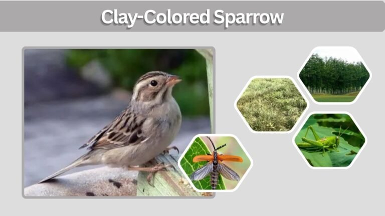 Clay-Colored Sparrow: Identification, Song, Range and Nest