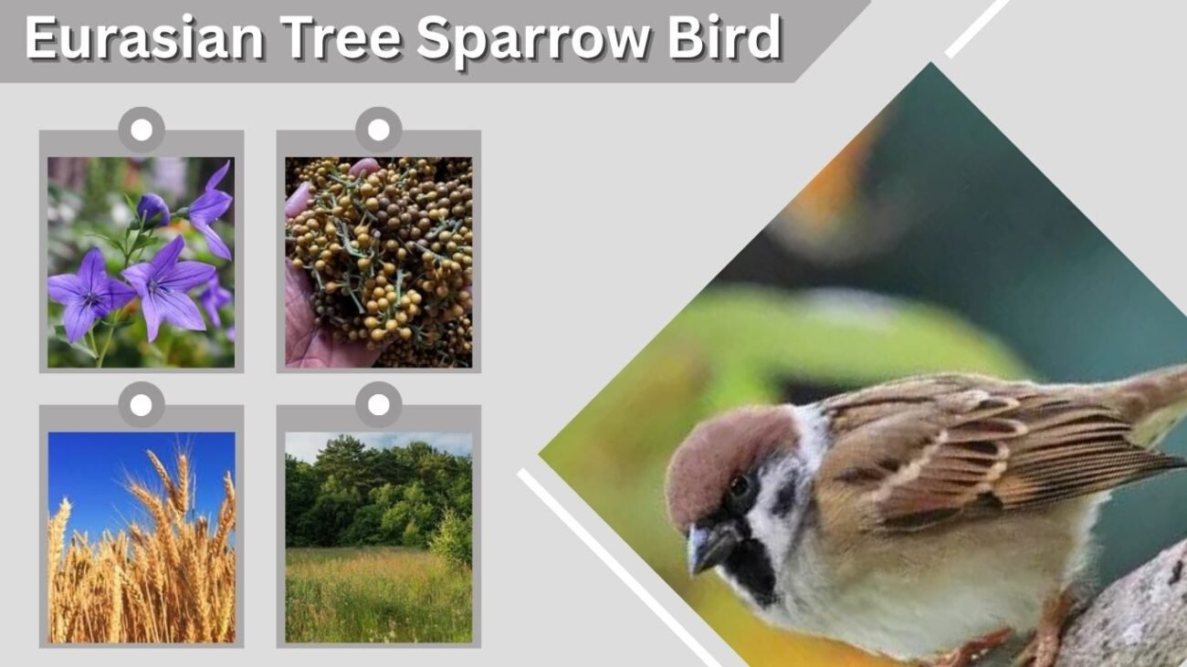 Eurasian Tree Sparrow Bird: Identification, Habitat and Facts