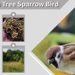 Eurasian Tree Sparrow Bird: Identification, Habitat and Facts
