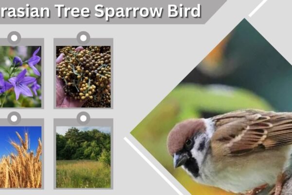 Eurasian Tree Sparrow Bird: Identification, Habitat and Facts
