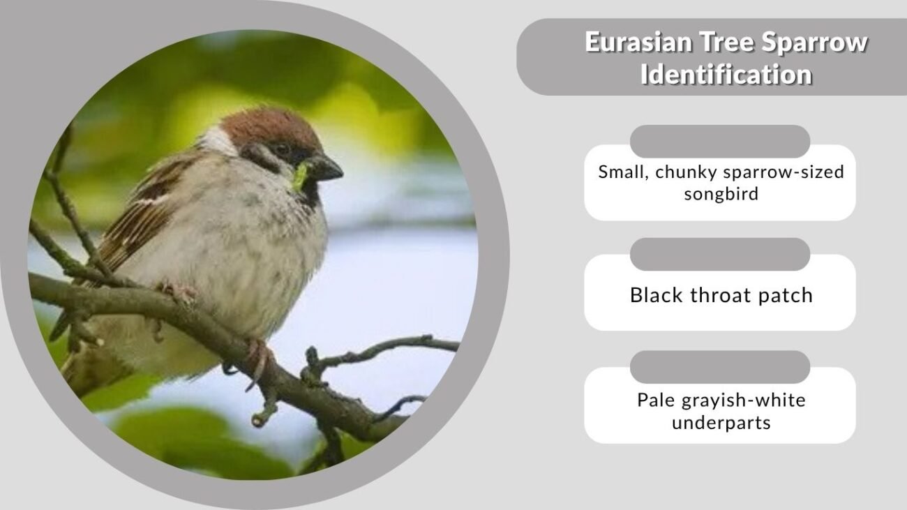 Eurasian Tree Sparrow Identification