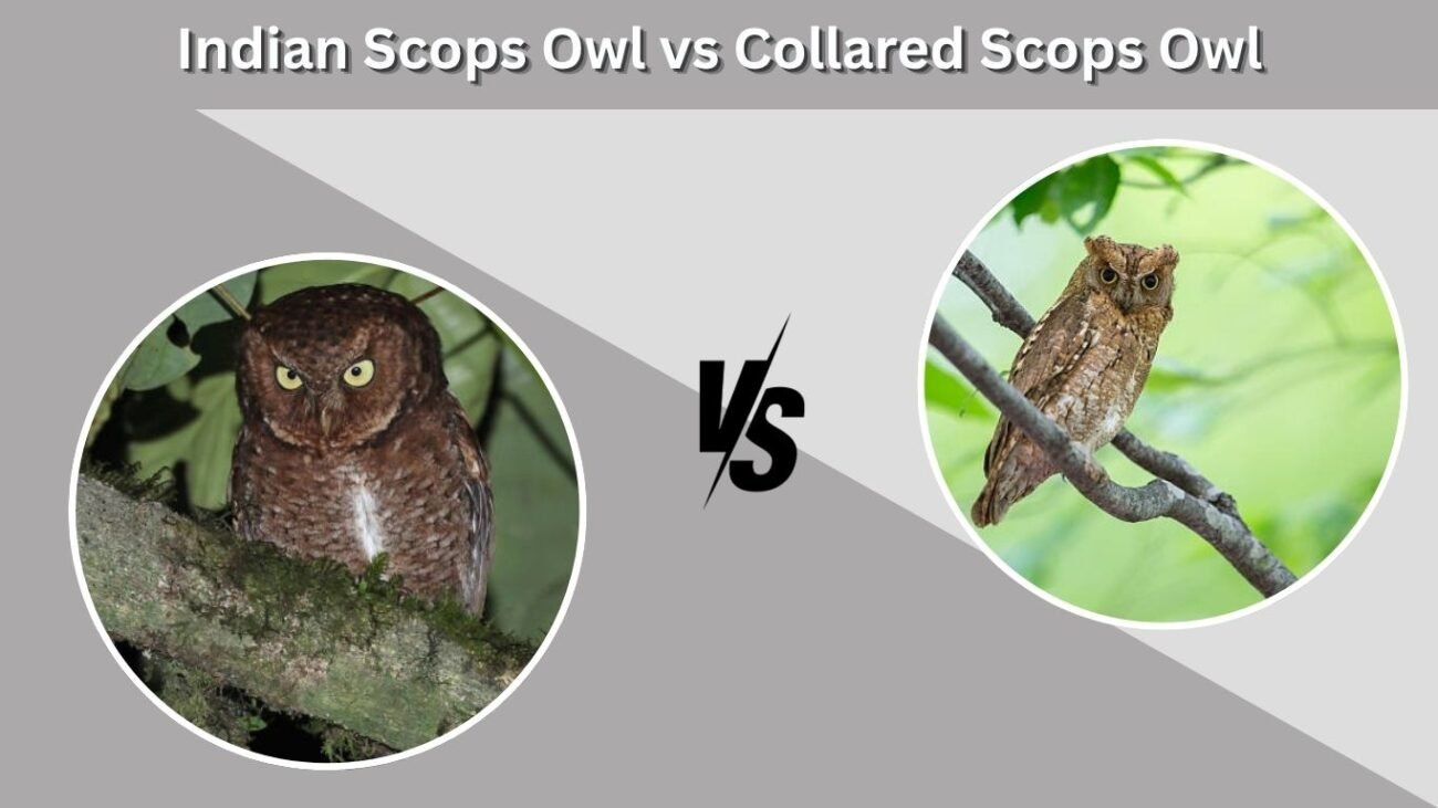 Indian Scops Owl vs Collared Scops Owl