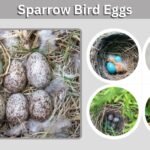 Sparrow Bird Eggs: Color, Size, Hatching, and Identification