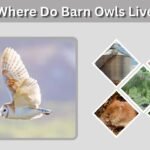 Where Do Barn Owls Live? Habitat, Range and Lifespan