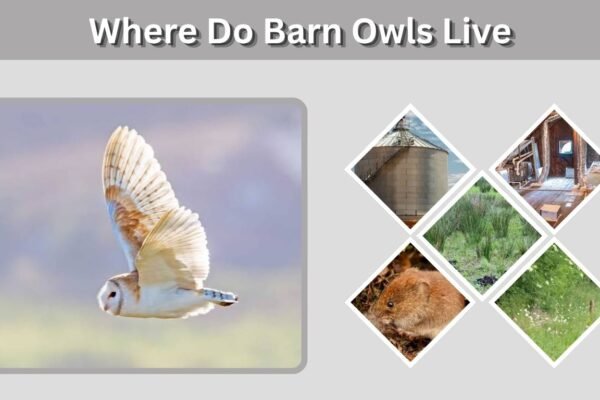 Where Do Barn Owls Live? Habitat, Range and Lifespan