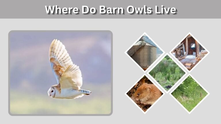Where Do Barn Owls Live? Habitat, Range and Lifespan