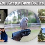 Can You Keep a Barn Owl as a Pet? Care and Legal Facts