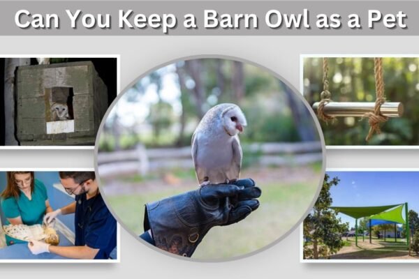 Can You Keep a Barn Owl as a Pet? Care and Legal Facts