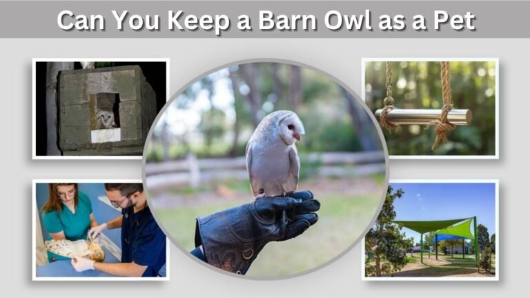 Can You Keep a Barn Owl as a Pet? Care and Legal Facts