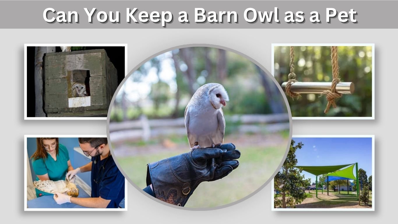 Can You Keep a Barn Owl as a Pet? Care and Legal Facts
