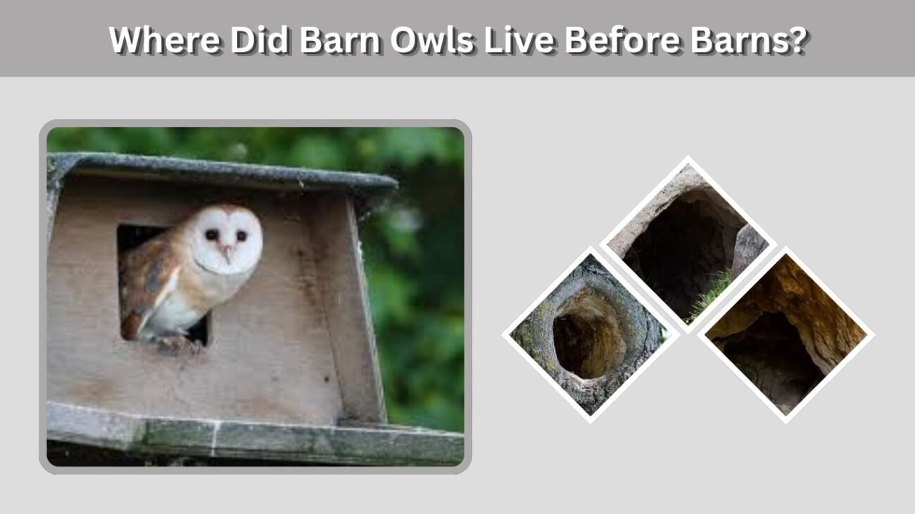 Where Did Barn Owls Live Before Barns?