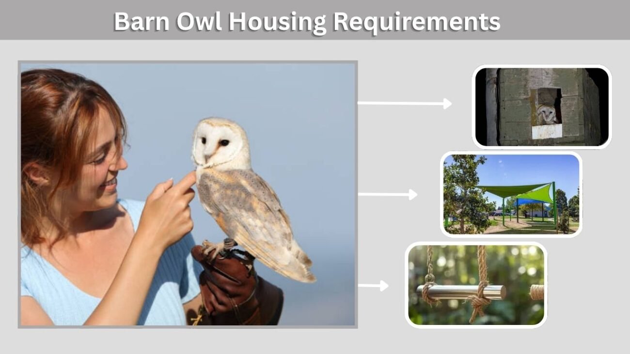 Barn Owl Housing Requirements