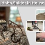 Hobo Spider in House: What Should You Do?