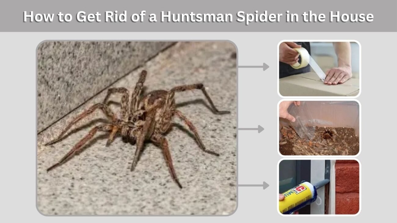 How to Get Rid of a Huntsman Spider in the House