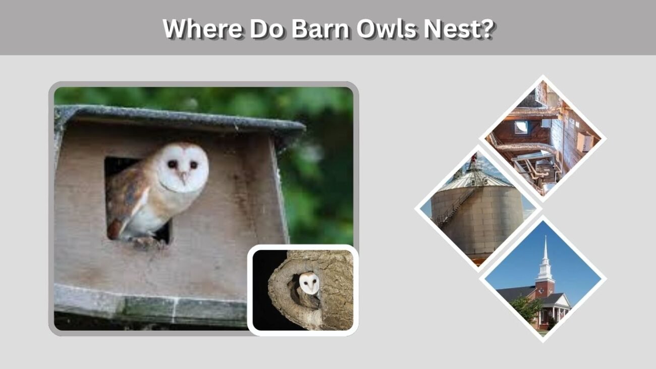 Where Do Barn Owls Nest?