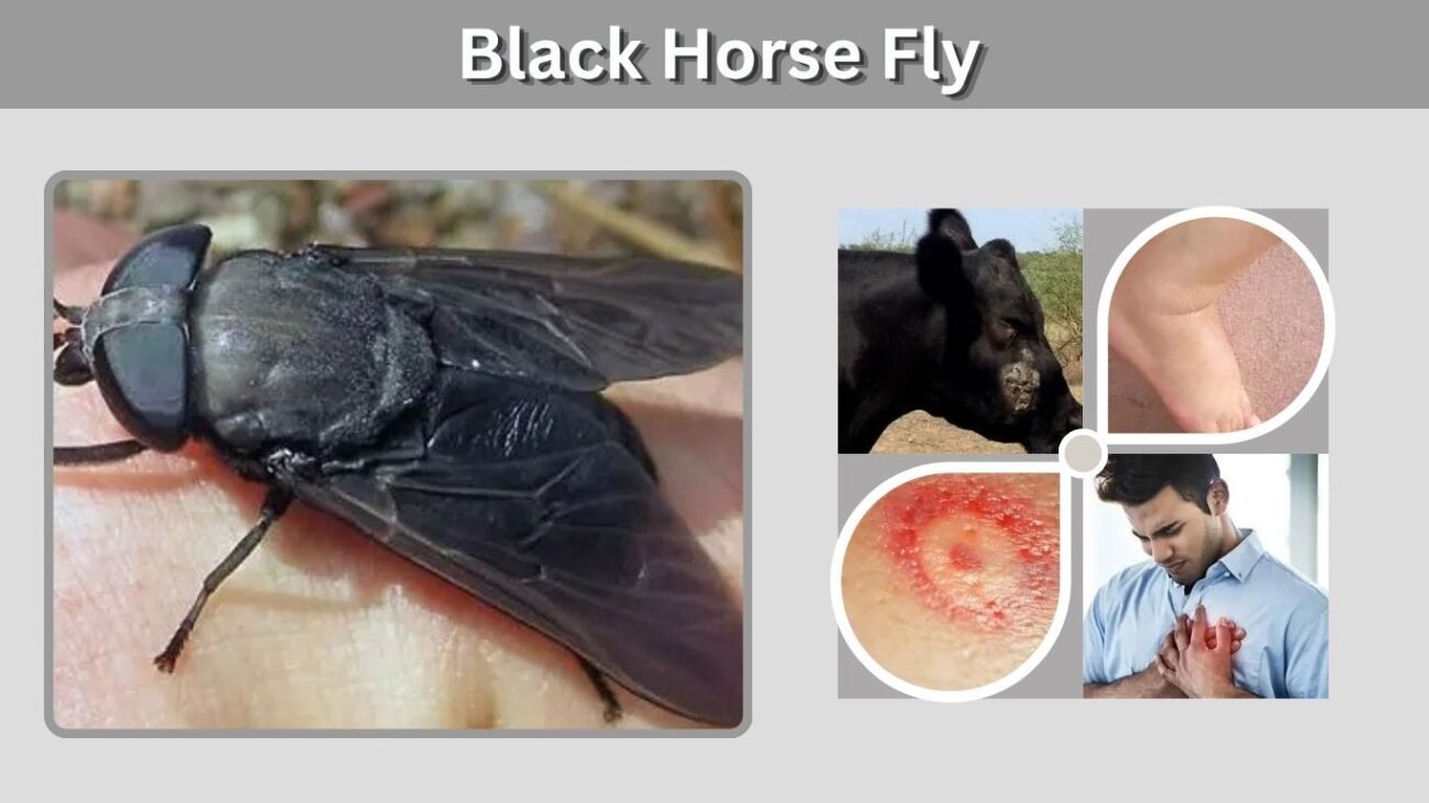 Black Horse Fly: Size, Bite, Identification and Facts