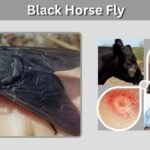 Black Horse Fly: Size, Bite, Identification and Facts