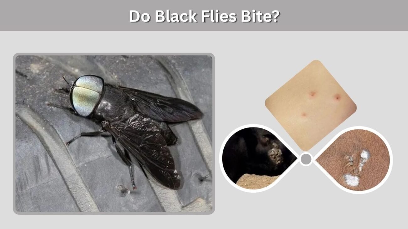 Do Black Flies Bite?