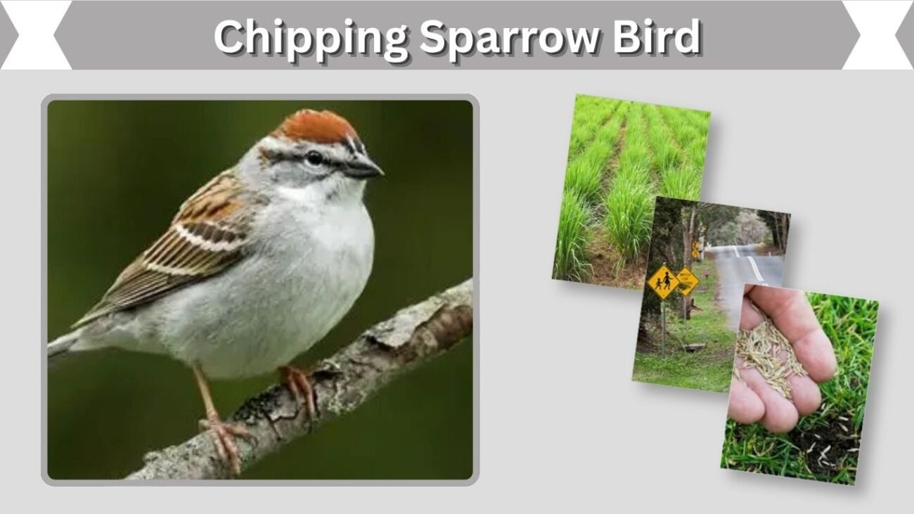 Chipping Sparrow Bird: Identification, Song, Nesting, and Facts