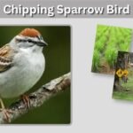 Chipping Sparrow Bird: Identification, Song, Nesting, and Facts