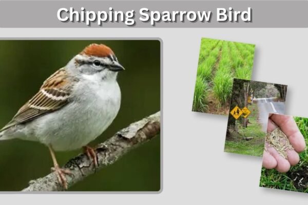 Chipping Sparrow Bird: Identification, Song, Nesting, and Facts