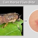 Can Horse Flies Bite? Symptoms, Risks, and Protection