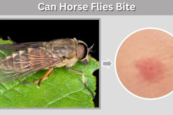 Can Horse Flies Bite? Symptoms, Risks, and Protection