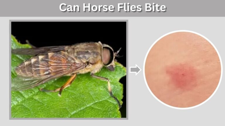 Can Horse Flies Bite? Symptoms, Risks, and Protection