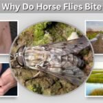 Why Do Horse Flies Bite? Causes, Pain, and Prevention