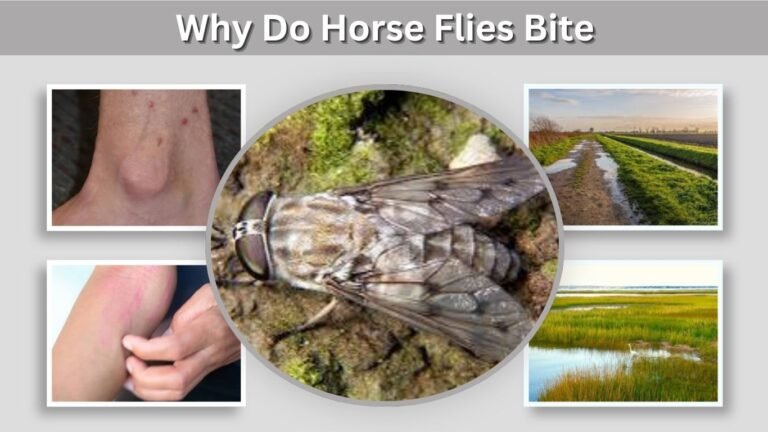 Why Do Horse Flies Bite? Causes, Pain, and Prevention