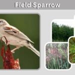 Field Sparrow: Identification, Habitat, Nesting and Facts