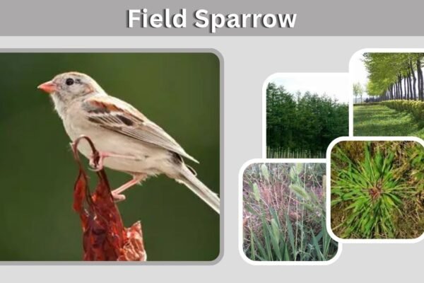 Field Sparrow: Identification, Habitat, Nesting and Facts