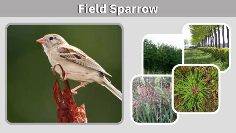 Field Sparrow: Identification, Habitat, Nesting and Facts