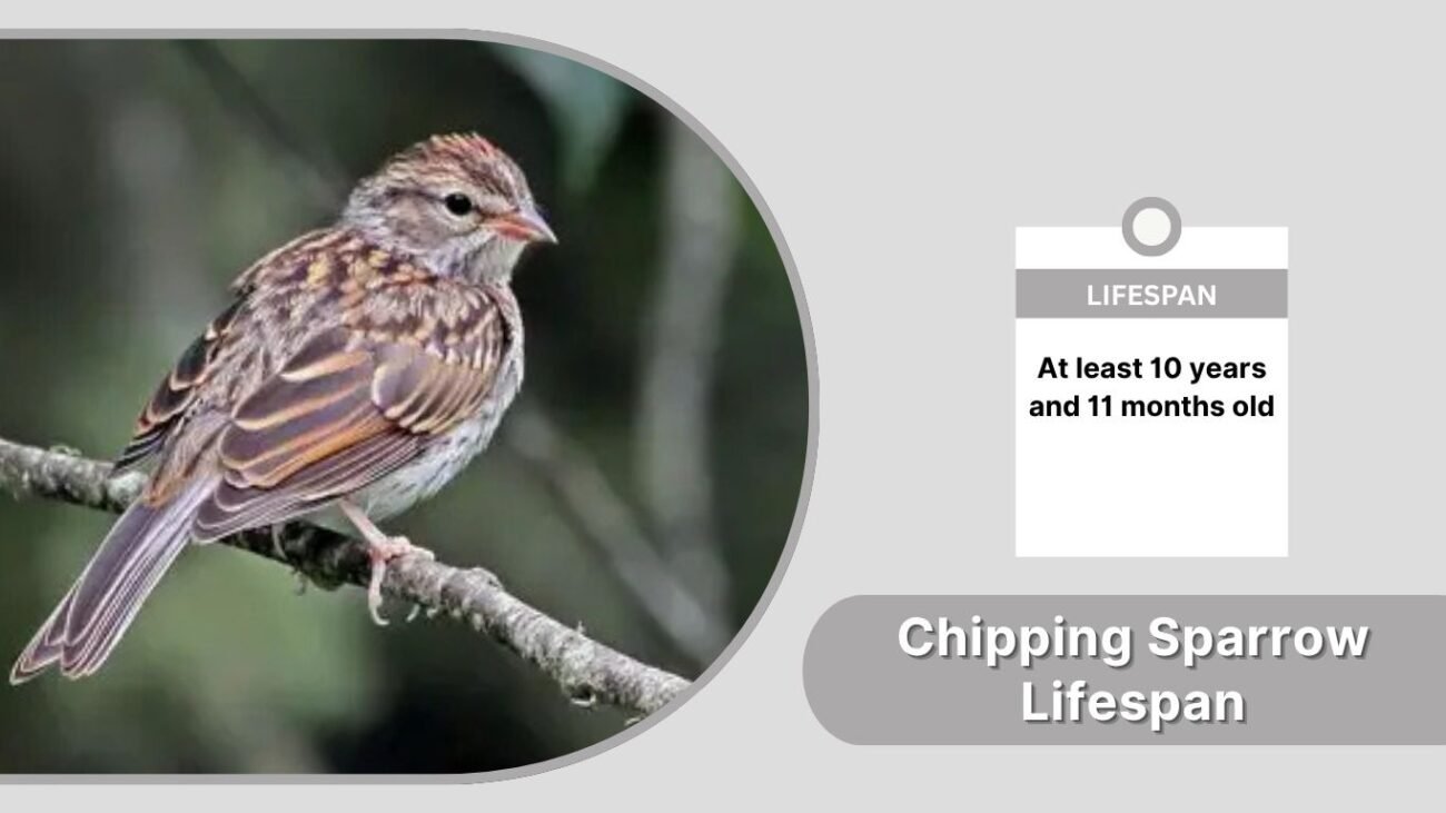 Chipping Sparrow Lifespan