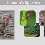 Lincoln’s Sparrow: Identification, Song, Habitat and Facts
