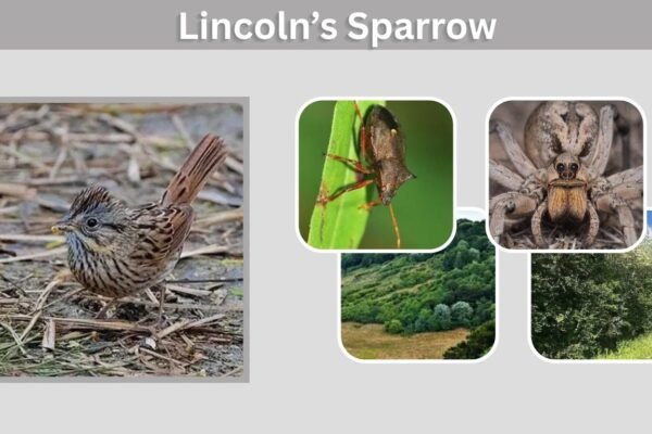 Lincoln’s Sparrow: Identification, Song, Habitat and Facts