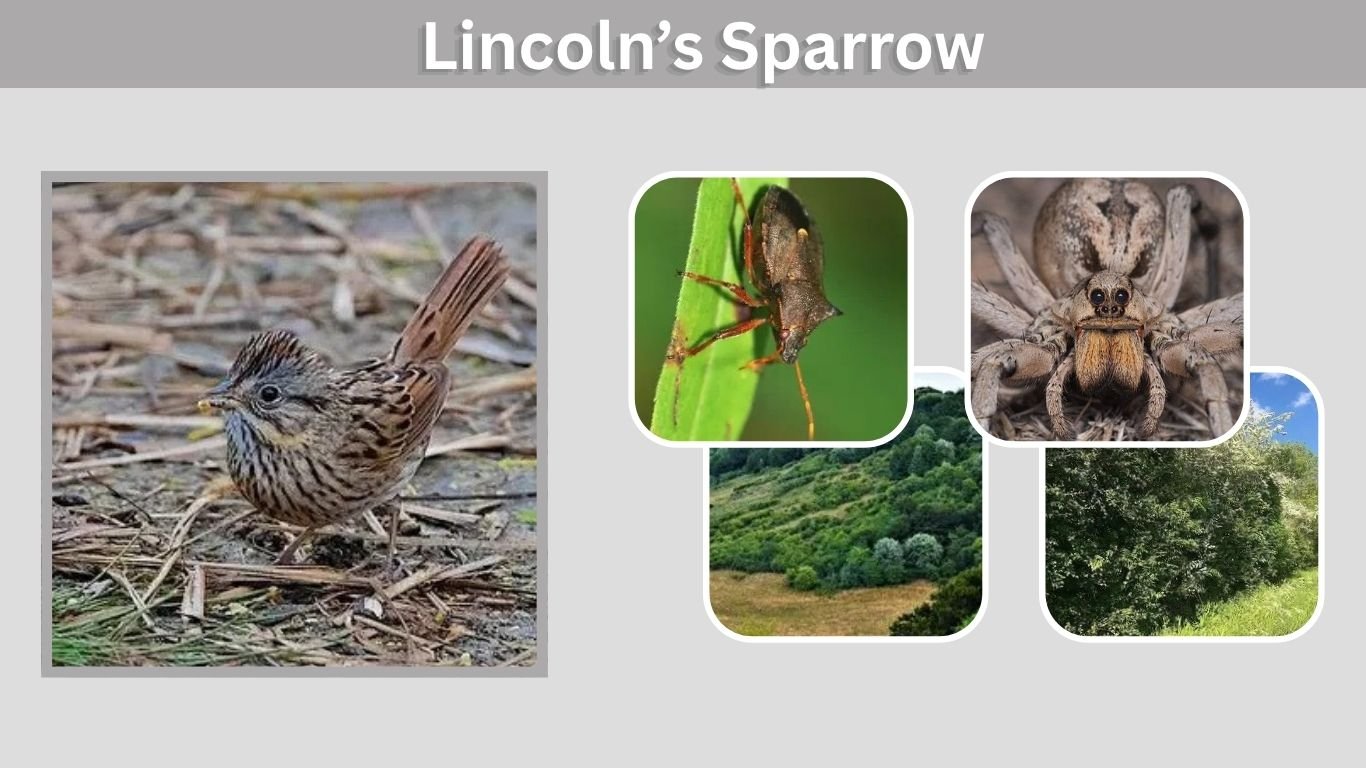 Lincoln’s Sparrow: Identification, Song, Habitat and Facts