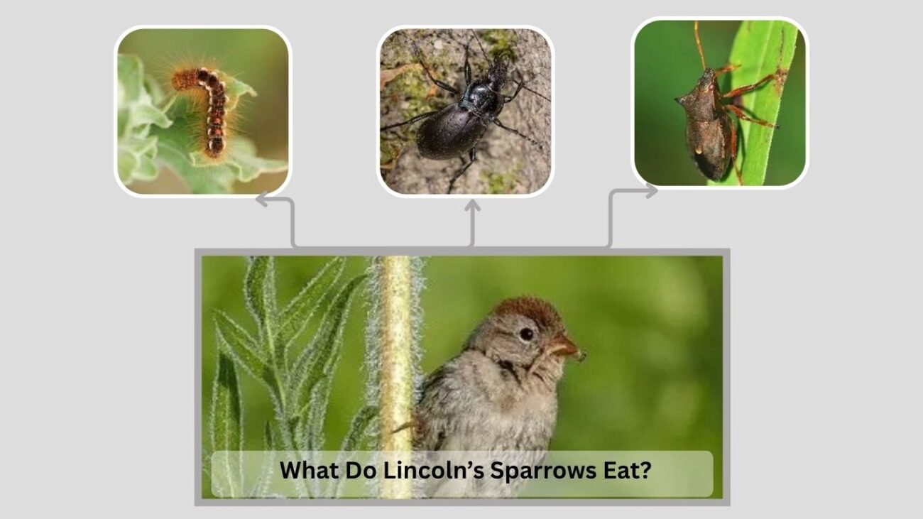 What Do Lincoln’s Sparrows Eat?