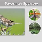 Savannah Sparrow: Identification, Song, Habitat, Diet and Facts