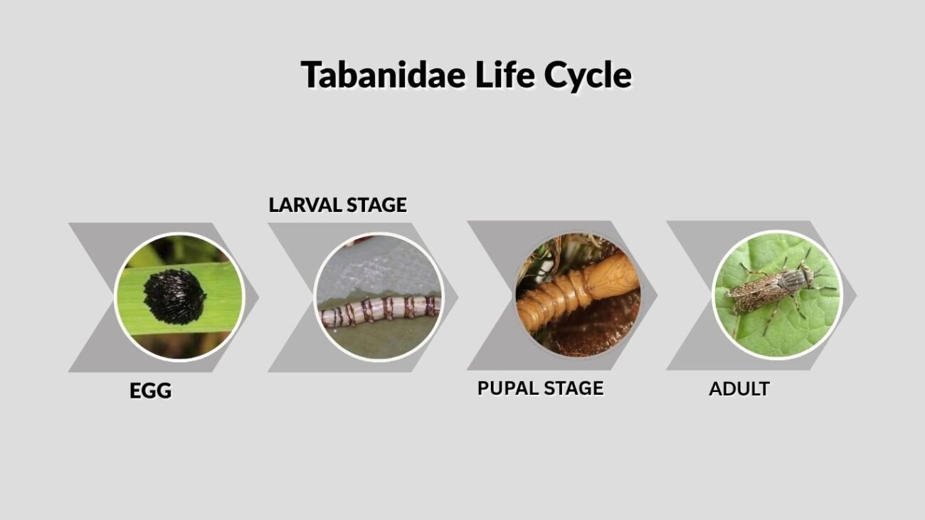 Tabanidae Life Cycle